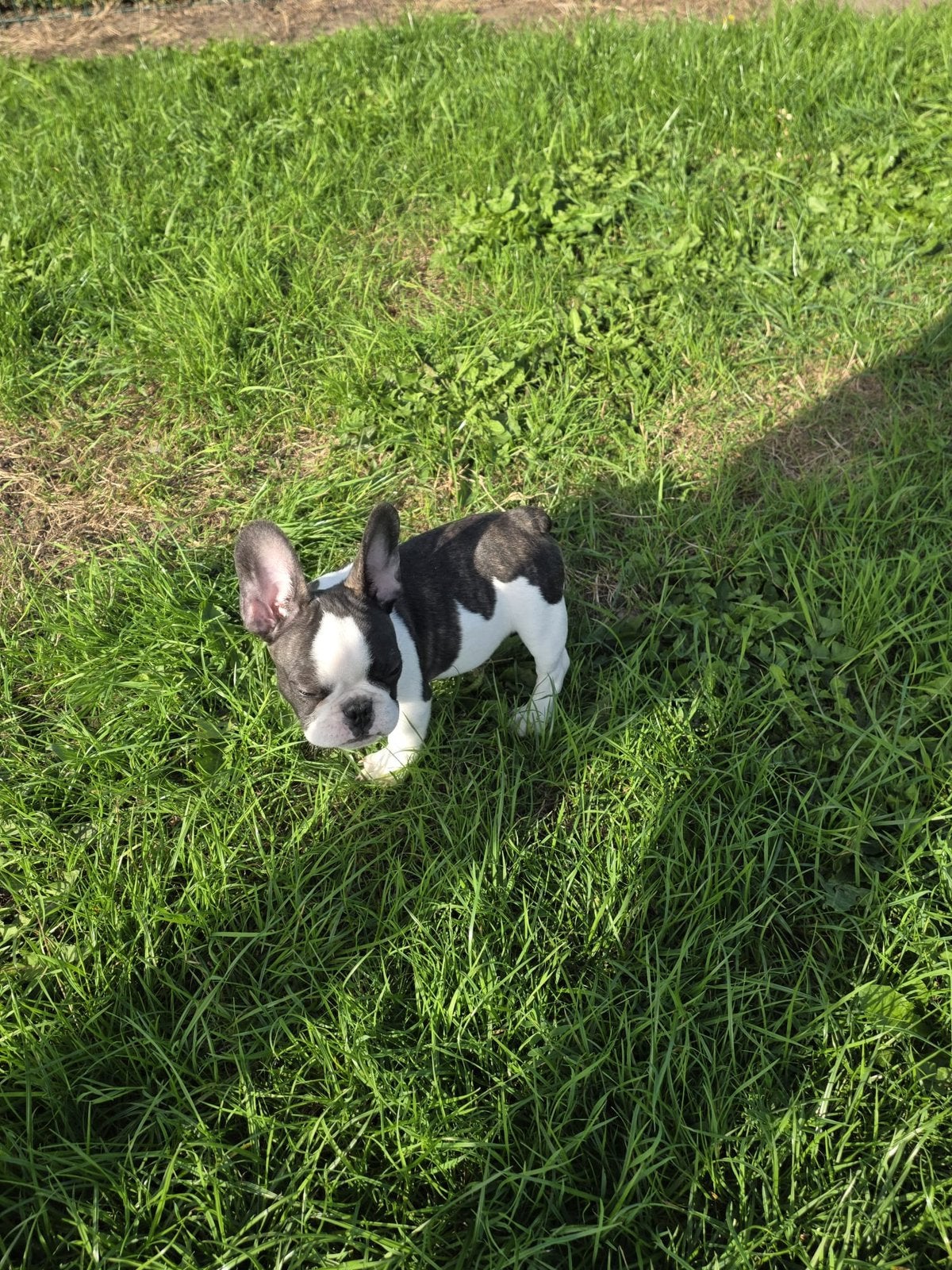 Doux chiot bouledogue français, Chien (mâle), Maladie de Carré (chiens), Belgique, Bouledogue