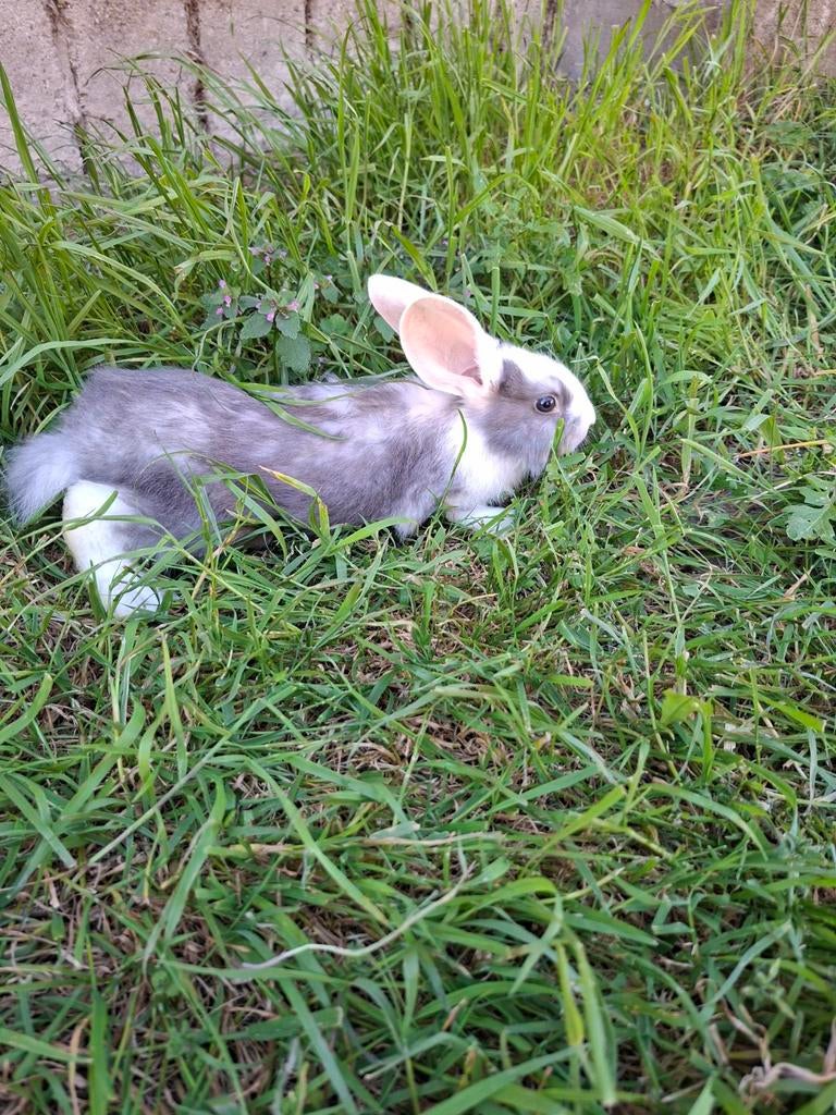 Verschillende vlaamse reuzen te koop, Dieren en Toebehoren, Konijnen, Meerdere dieren, Groot, 0 tot 2 jaar