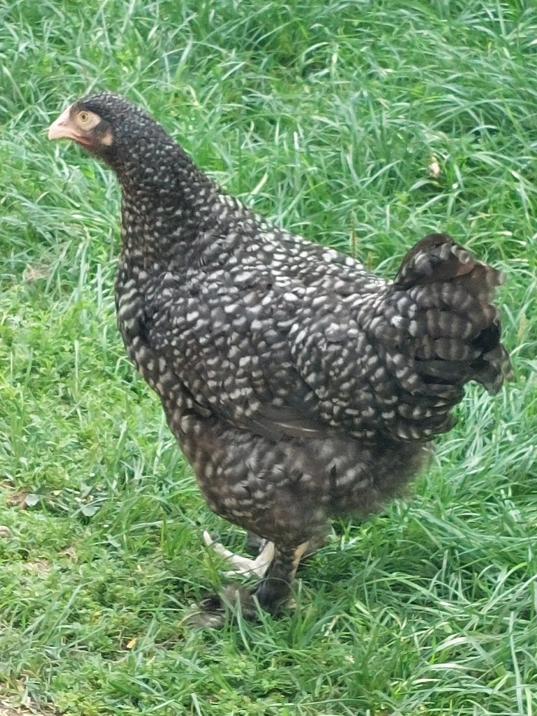 Jonge Mechelse koekoek kippen, Poule ou poulet
