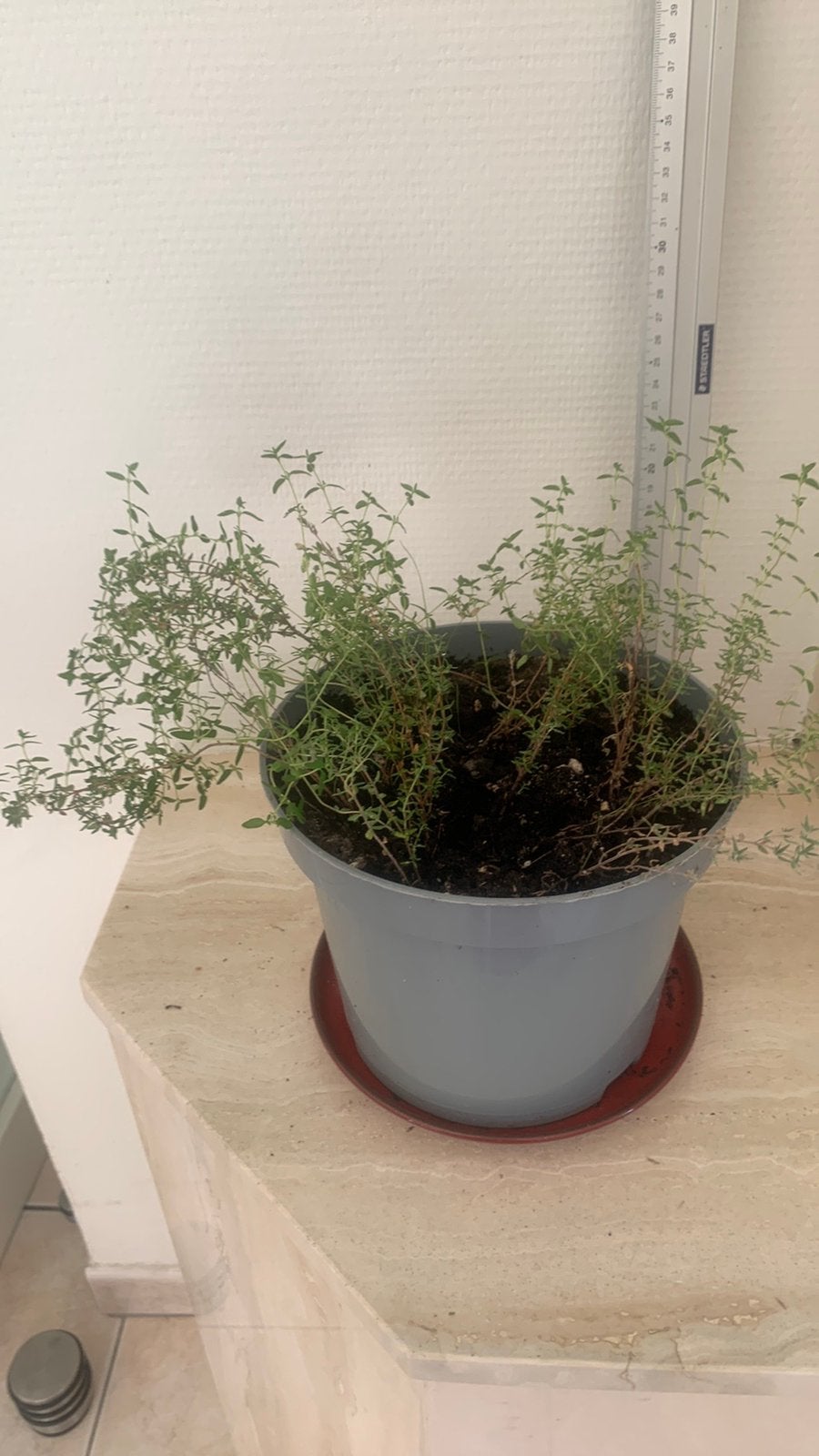 Tijm, Tuin en Terras, Ophalen