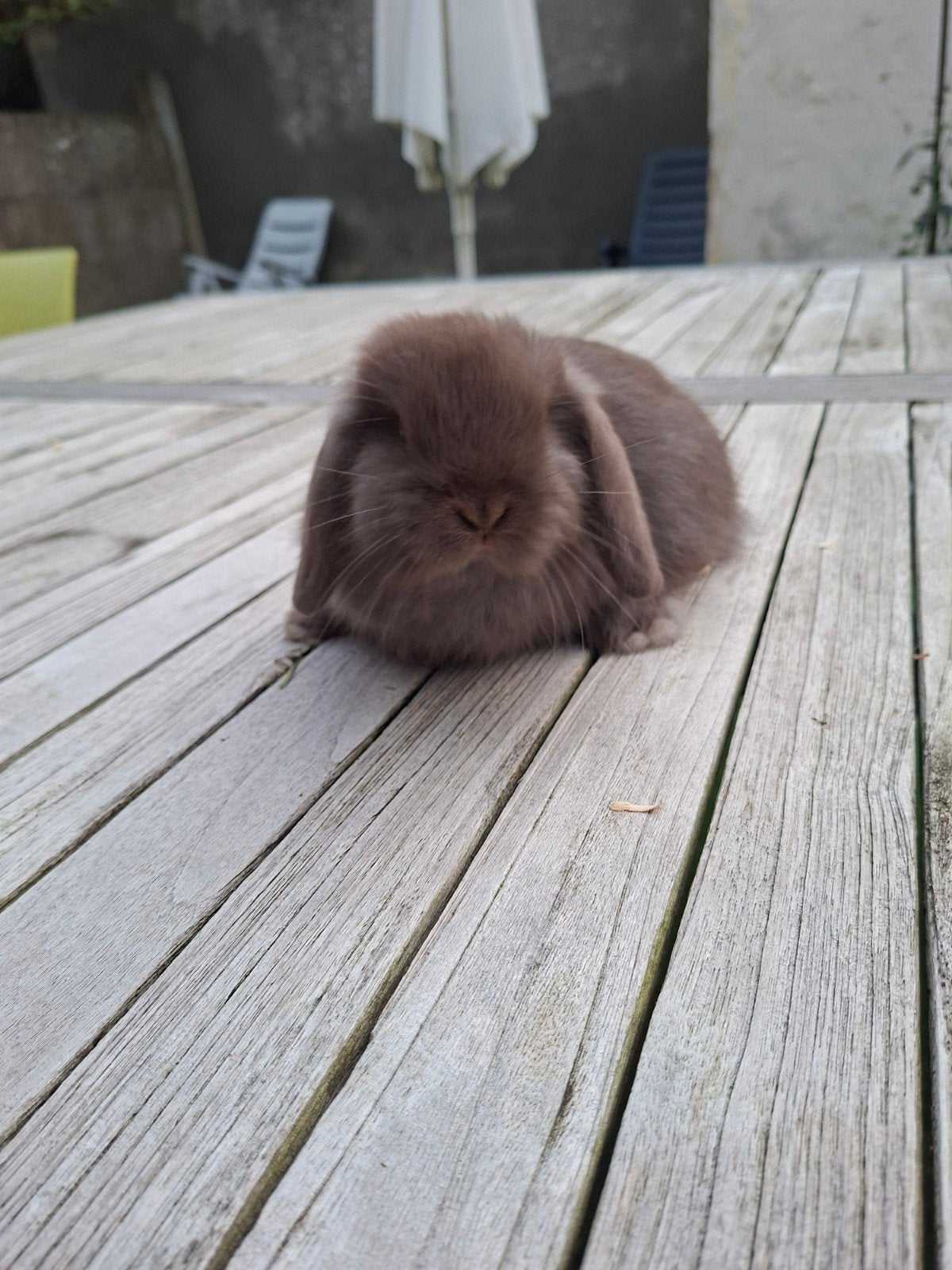 minilop vrouwtje, Dieren en Toebehoren, Klein