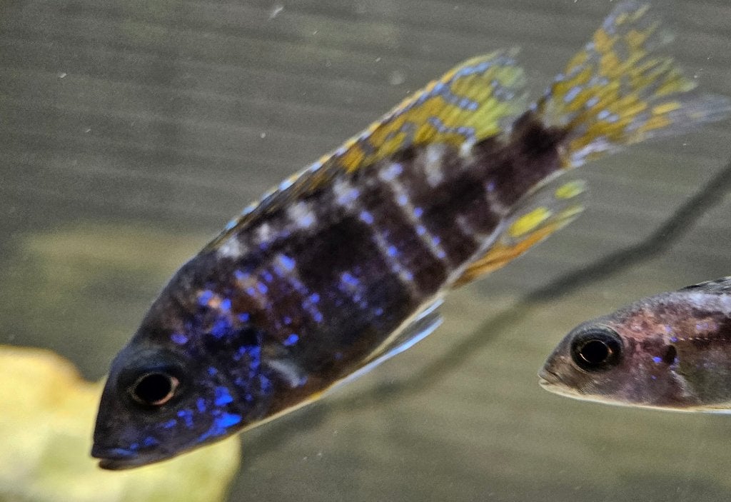 Aulonocara stuartgranti malawi cichliden, Vis, Zoetwatervis