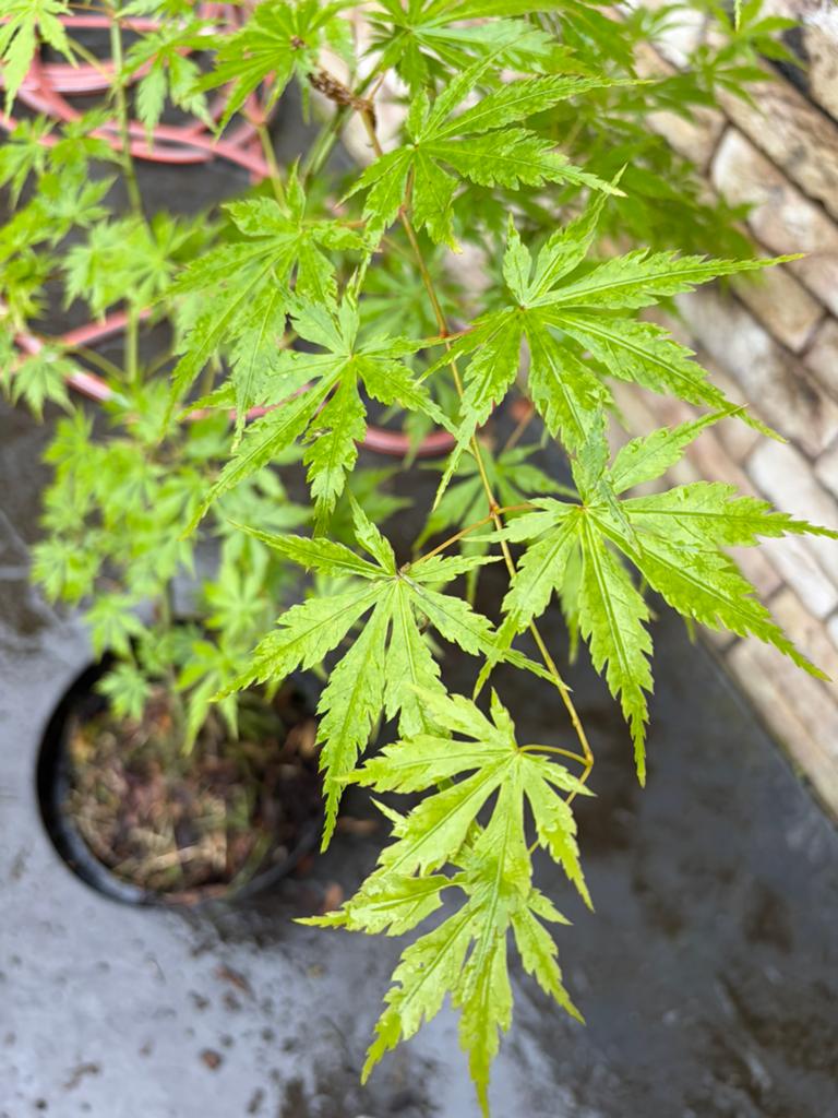 Acer palmatum, japanse esdoorn (klein), Tuin en Terras, Ophalen