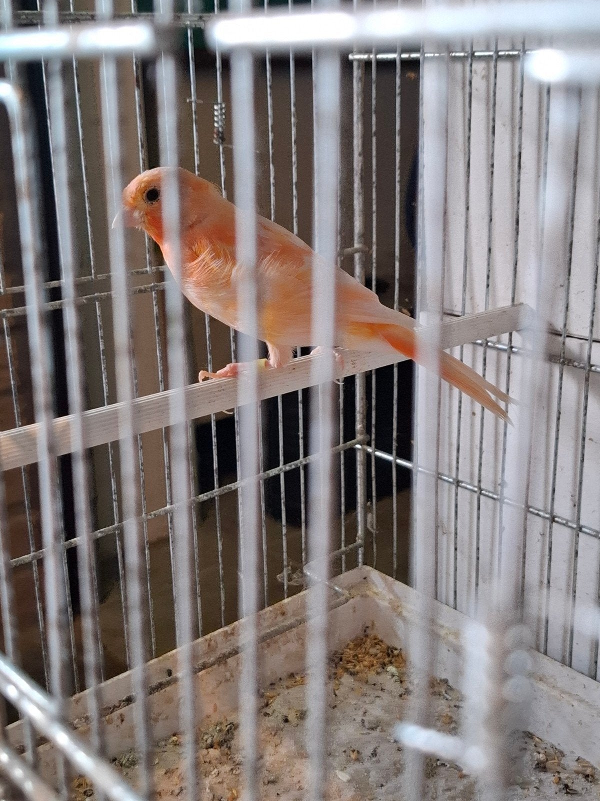Koppel kanaries