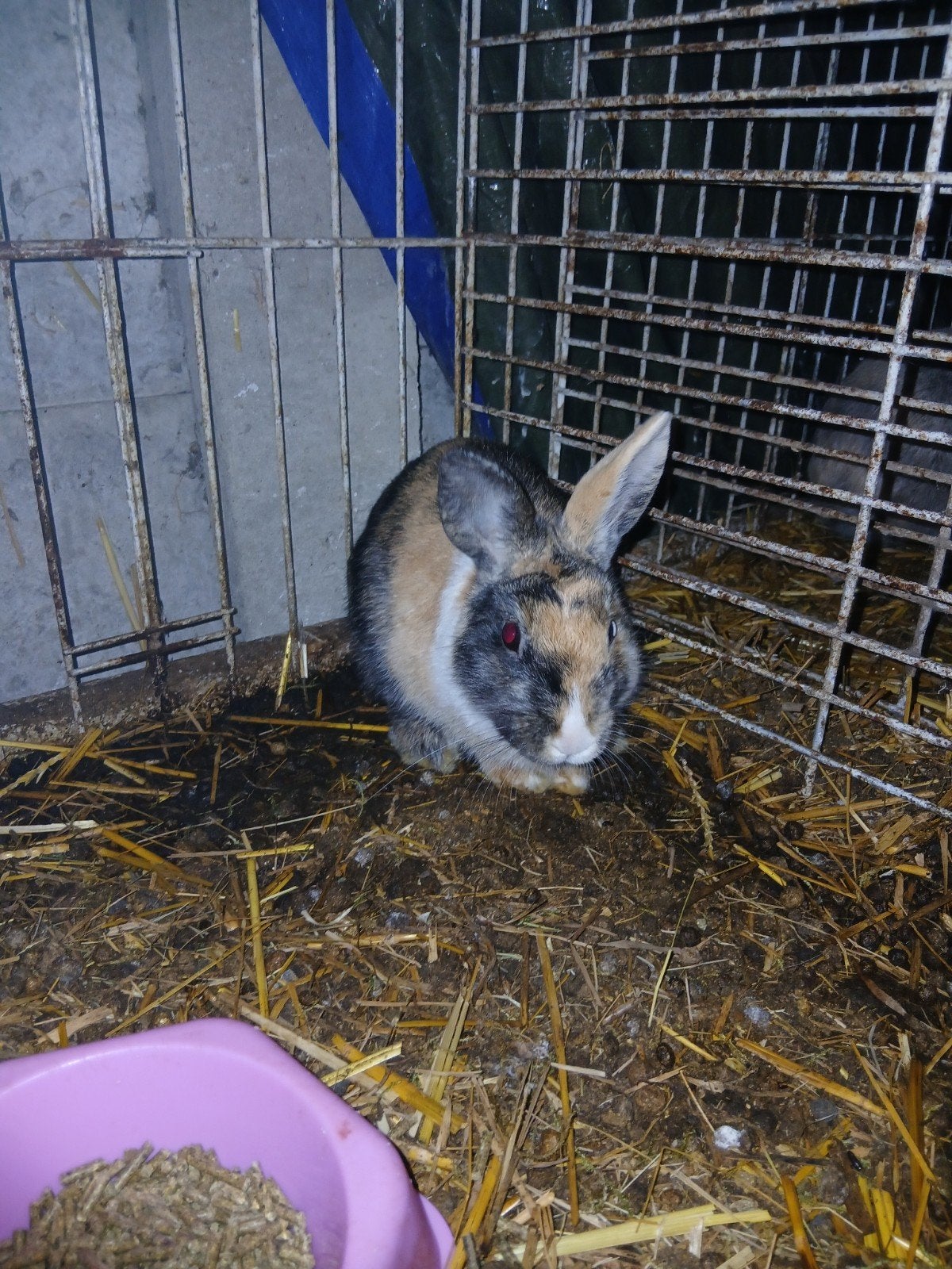 bonte dwerg, Animaux & Accessoires, Lapins, Mâle, Nain, 0 à 2 ans