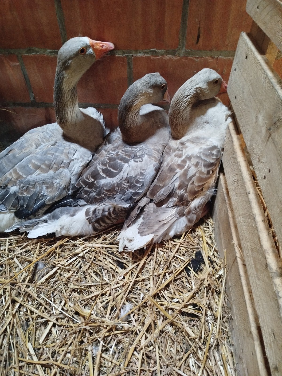 6 ganzen te koop . 50 euro, Dieren en Toebehoren, Pluimvee