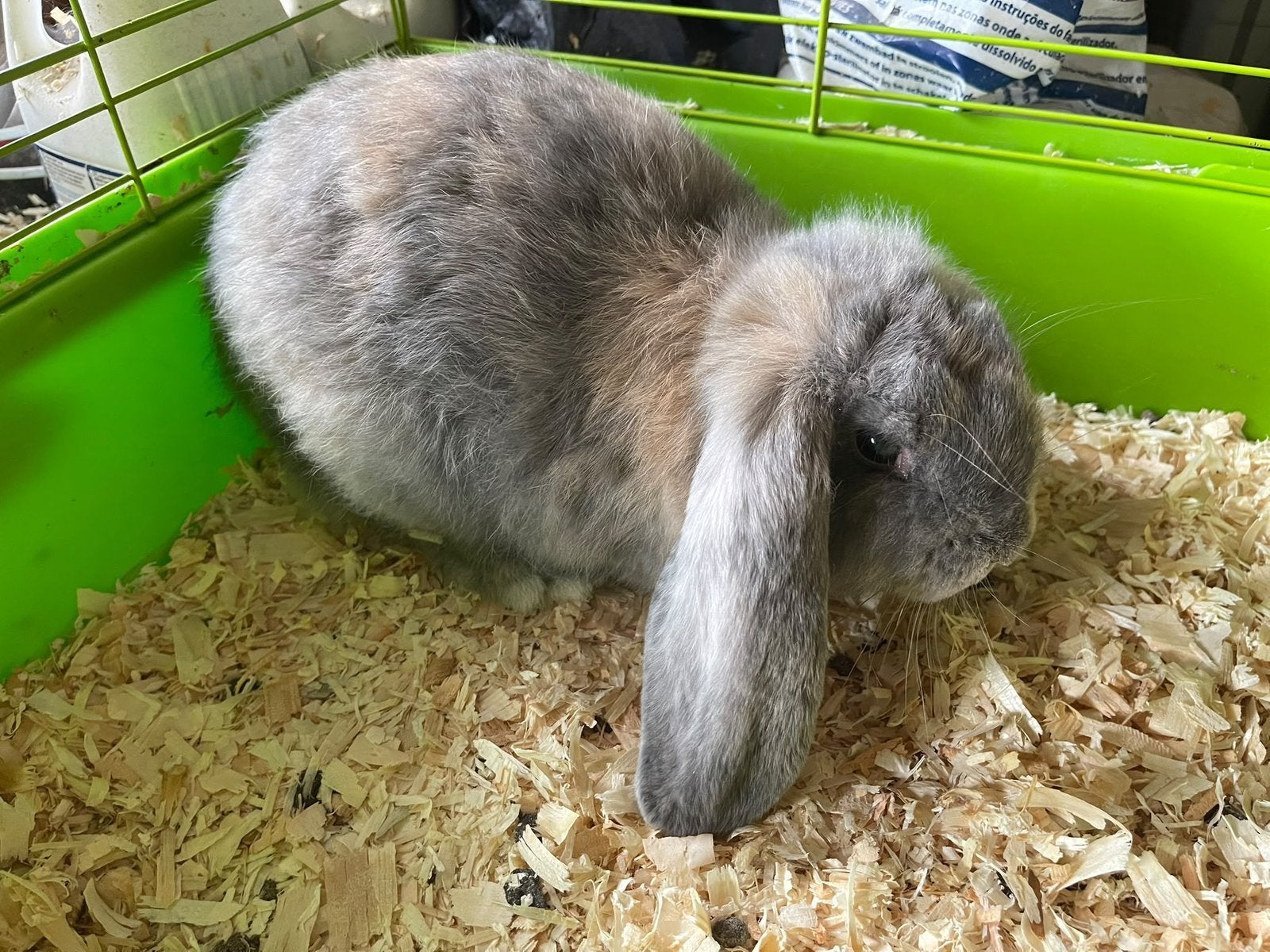 Franse hongoor konijn, Dieren en Toebehoren, Mannelijk, Hangoor