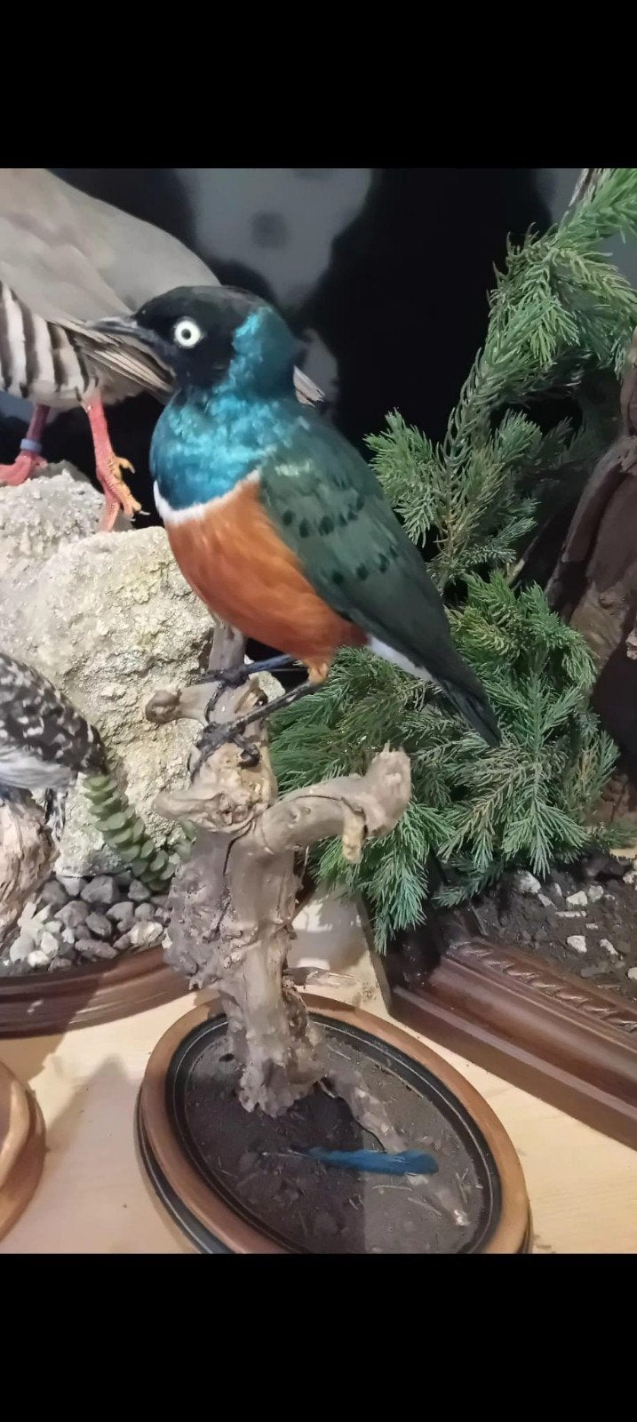Gezocht overleden vogels voor taxidermie, Dieren en Toebehoren, Vogels | Overige Vogels, Geringd