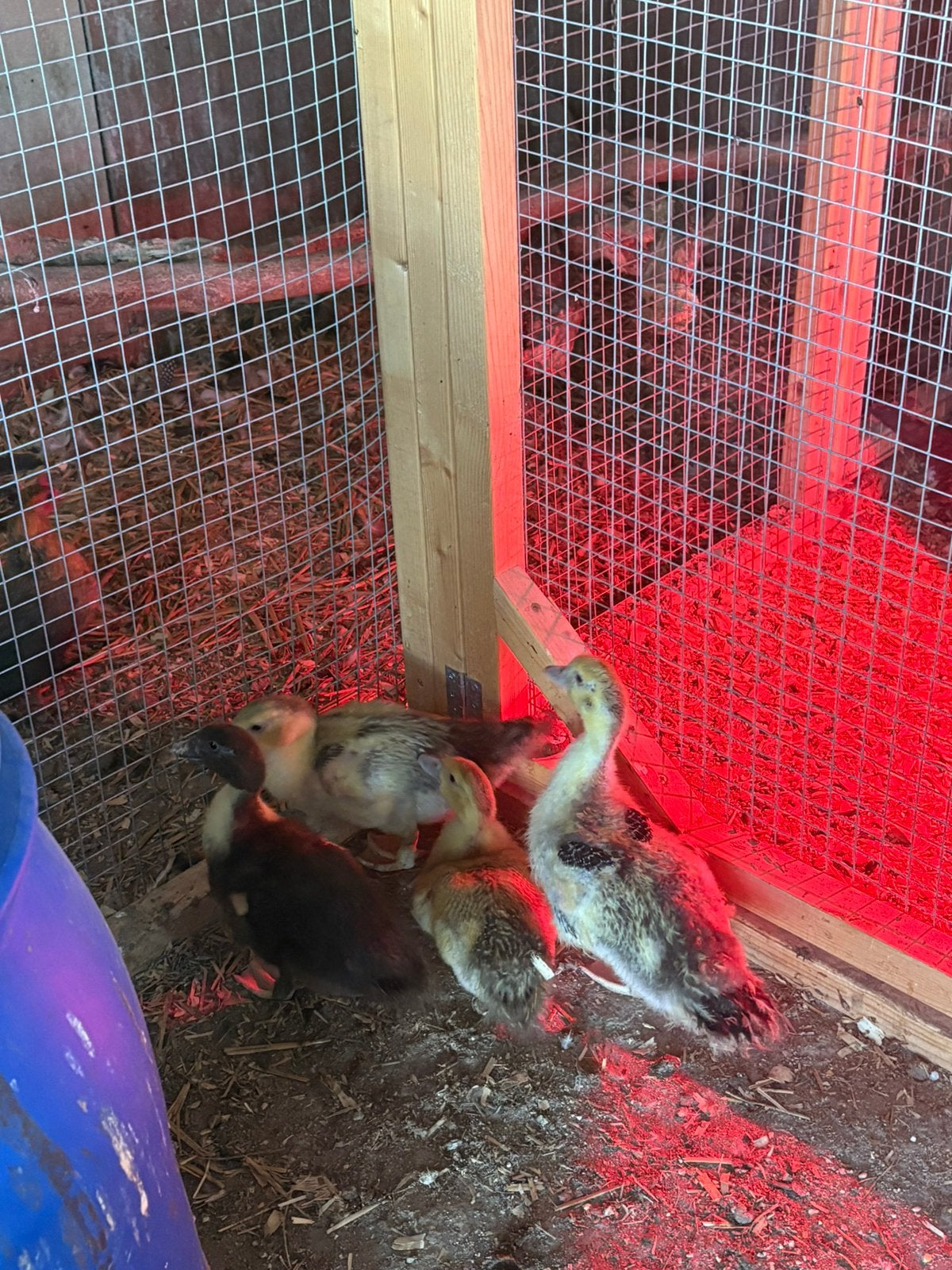 4 jonge barberie eenden, Sexe inconnu, Canard