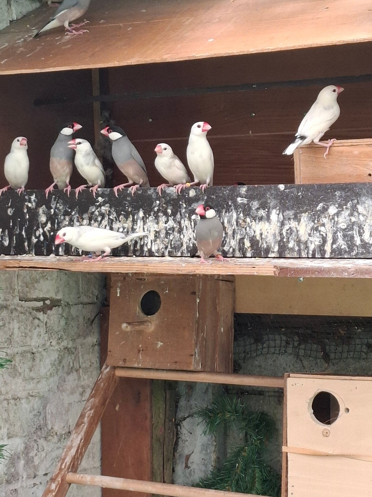 Rijstvogels