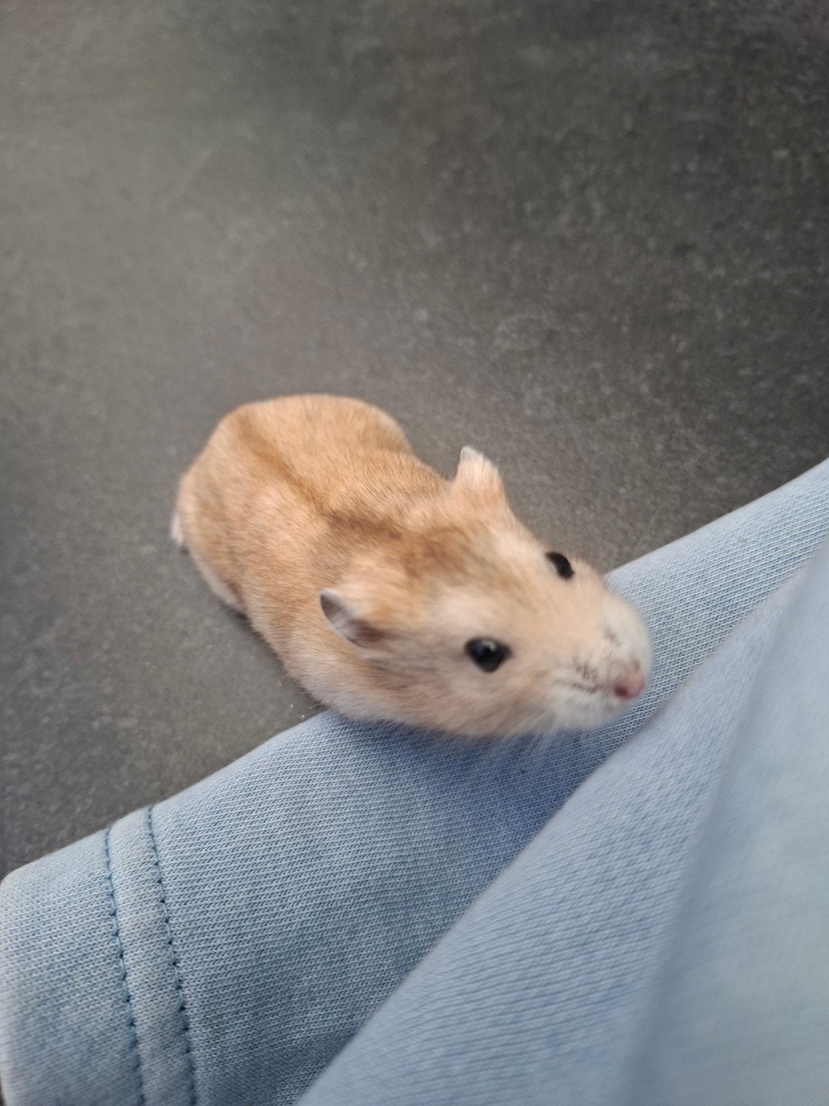Jonge russische dwerghamster, Animaux & Accessoires, Rongeurs, Hamster, Août, Domestique, Femelle