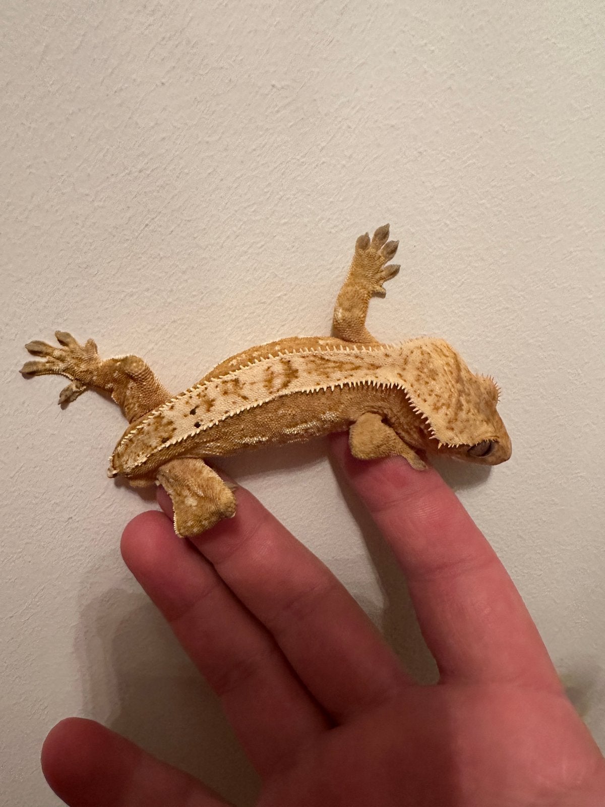 Wimpergekko gekko man volwassen 2,5 jaar zonder staart, Dieren en Toebehoren, Reptielen en Amfibieën