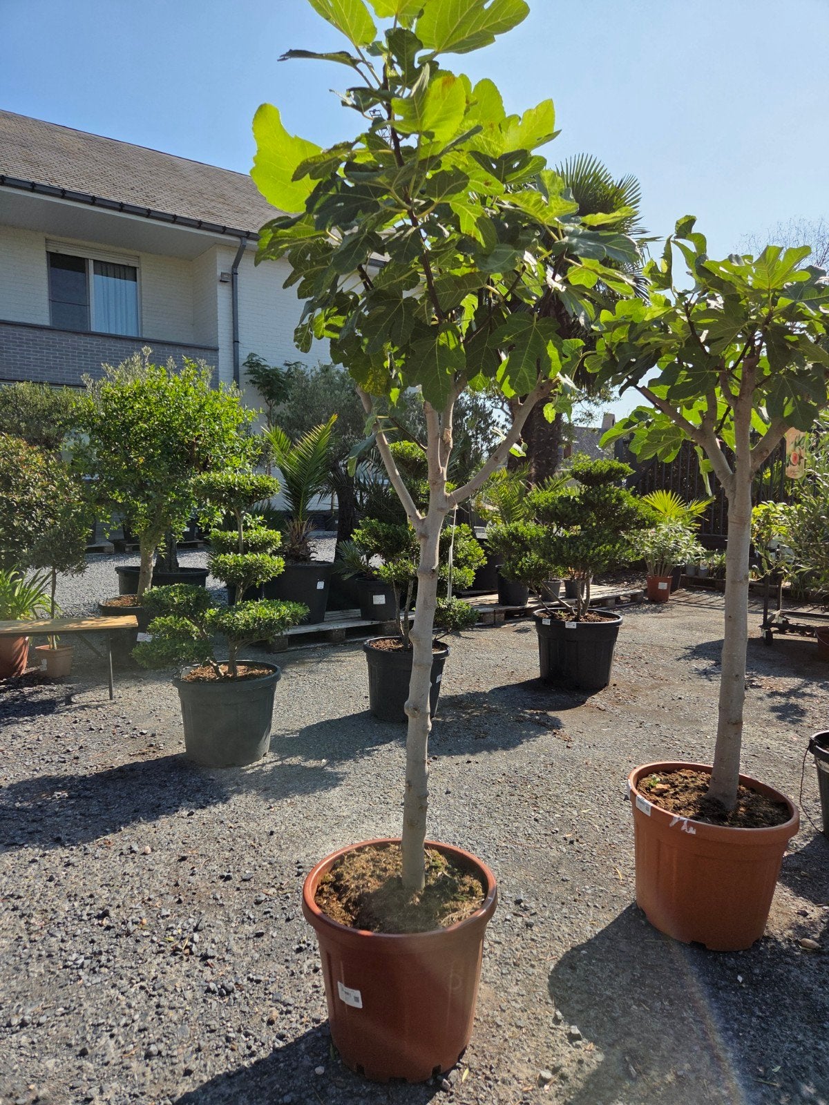 Vijgenboom Ficus Carica 'Dame Blanche', Tuin en Terras, Planten | Fruitbomen, Ophalen, Vijgenboom