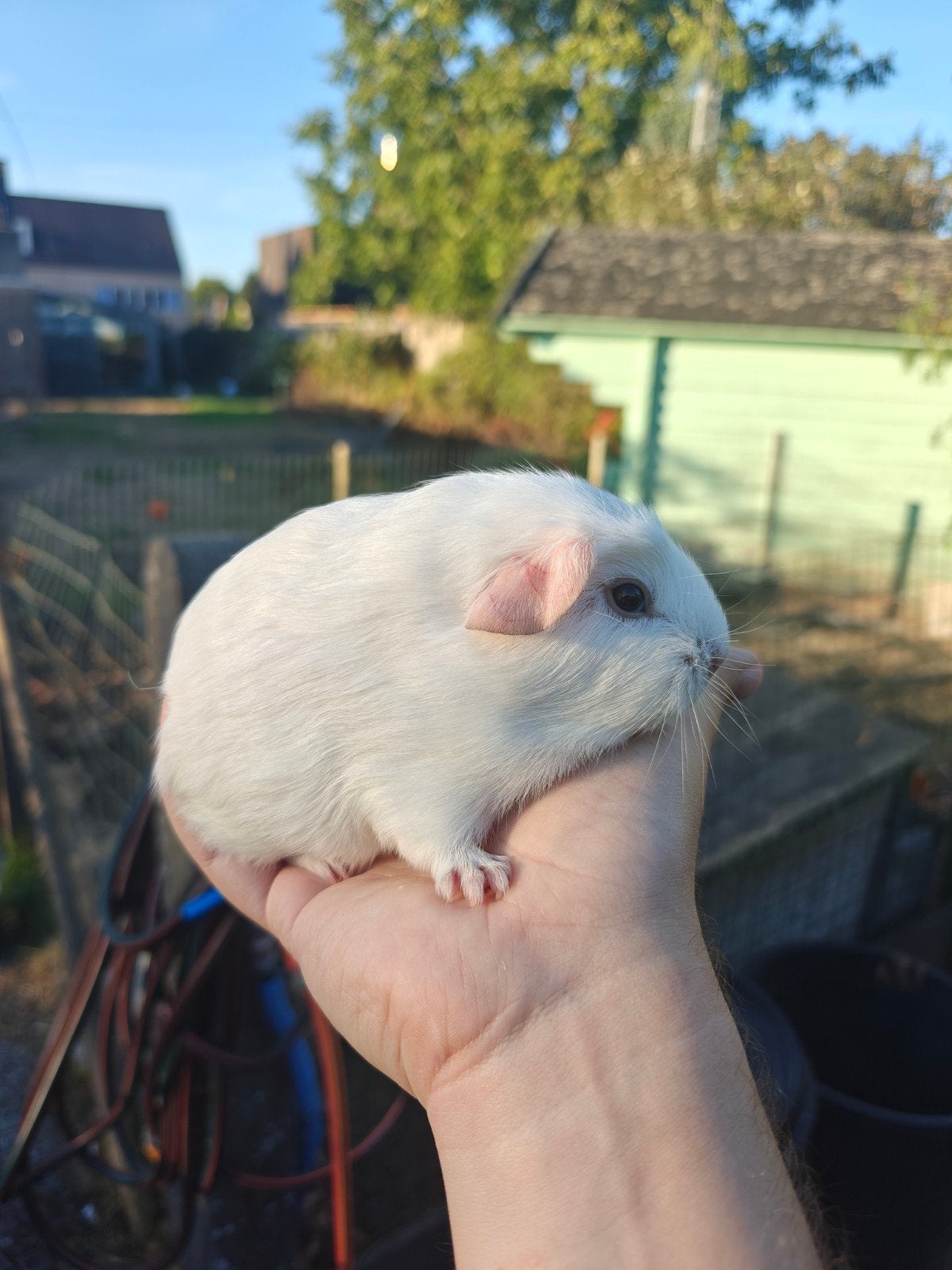 Jong cavia wit gekruind zeugje (kan nog cali lichtbruin), Dieren en Toebehoren, Knaagdieren, Augustus, Cavia