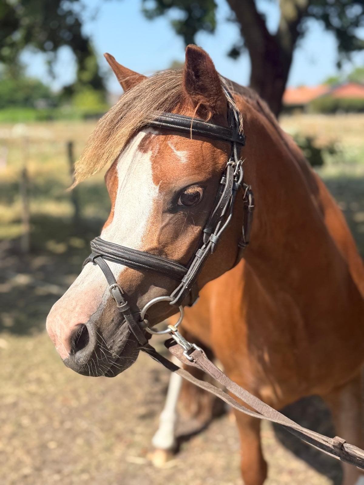 B- pony, Dieren en Toebehoren, Merrie, B, 3 tot 6 jaar