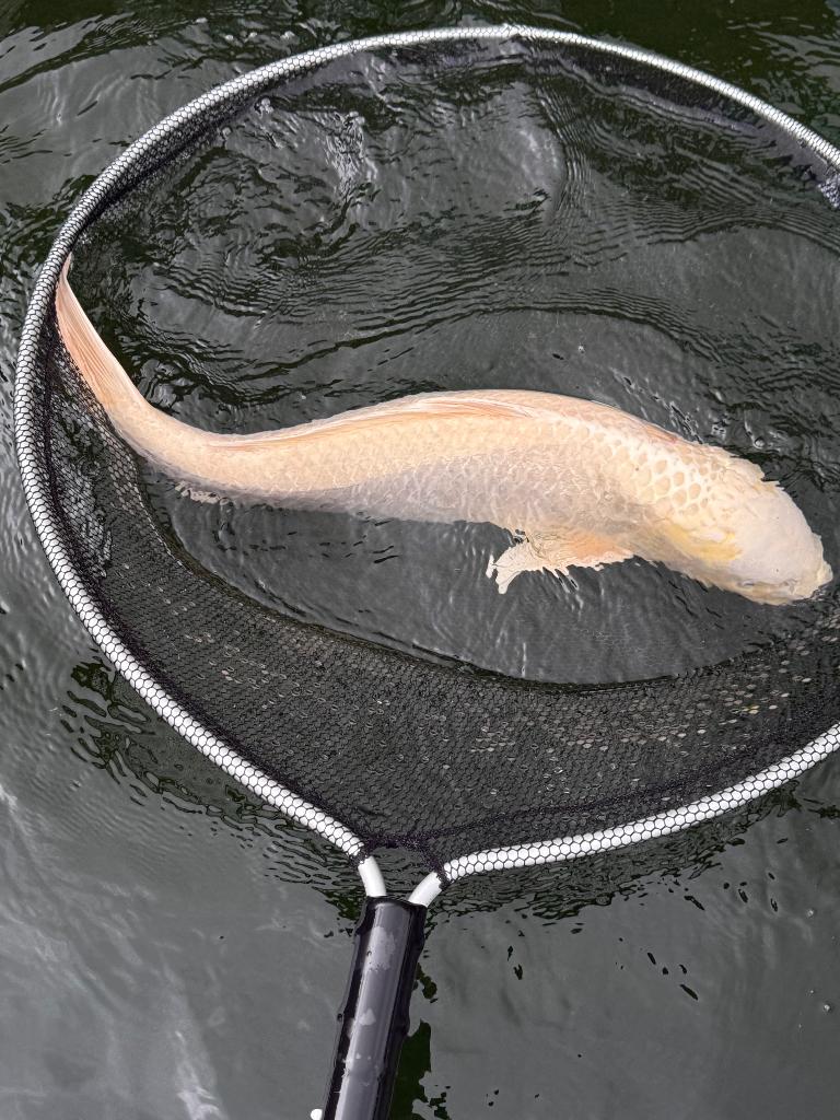 Koi, Carpe ou Koï