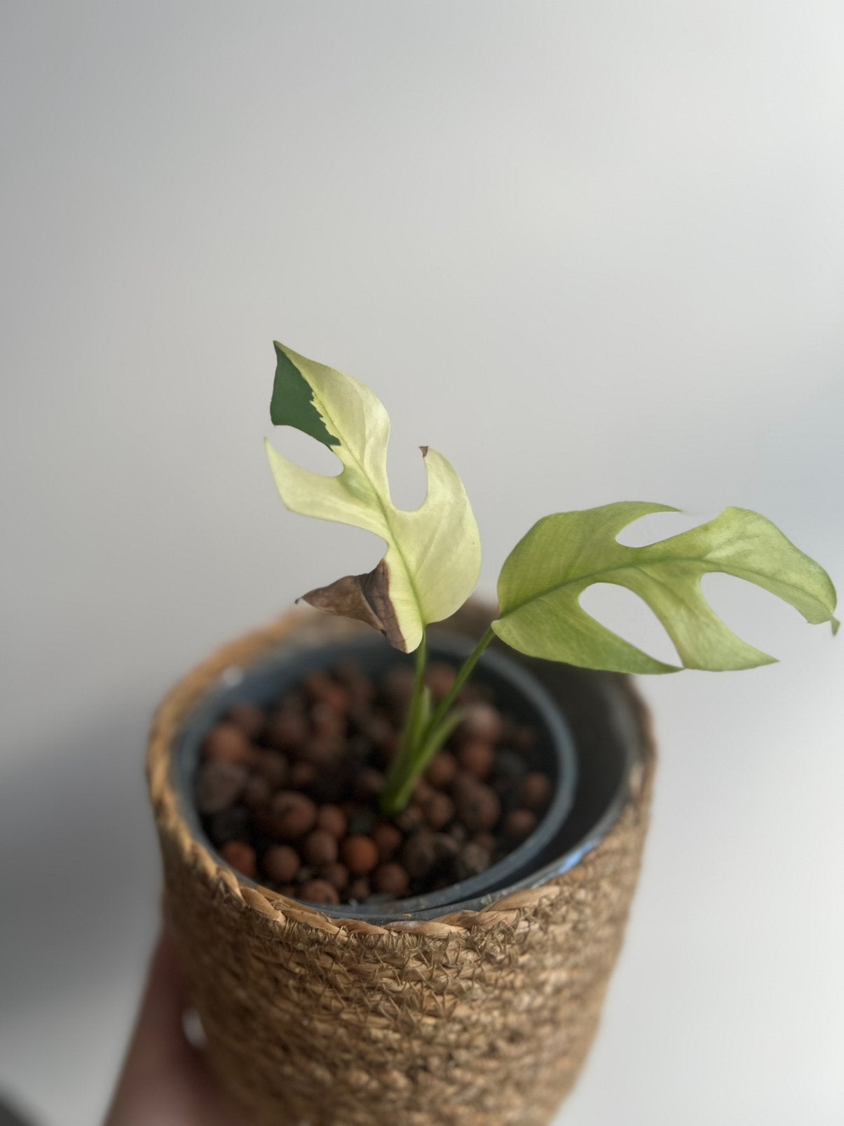 Monstera minima var/ Rhaphidophora tetrasperma var, Maison & Meubles, Enlèvement