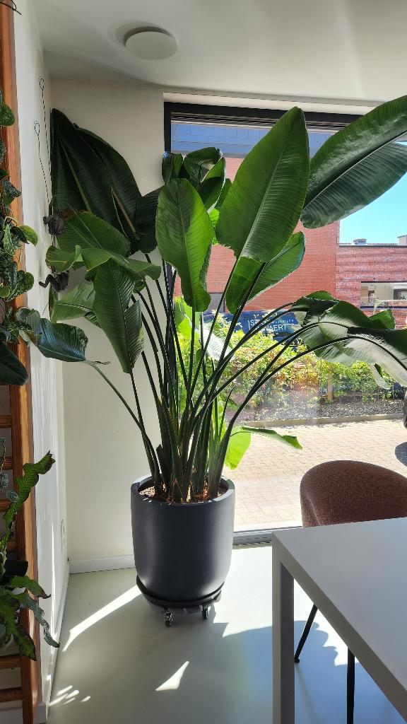 mooie grote plant: Strelitzia Nicolai, Autres espèces, Enlèvement, 200 cm ou plus, Plante verte