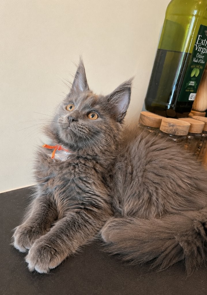 Maine Coon kittens, Animaux & Accessoires, Chats & Chatons | Chats de race | Poil long, Chatte ou Chat, 0 à 2 ans, Avec puce électronique
