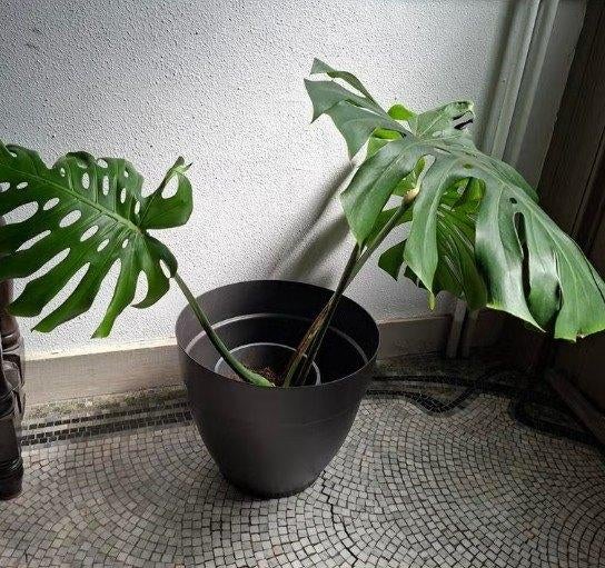 Monstera in pot, Ophalen, In pot