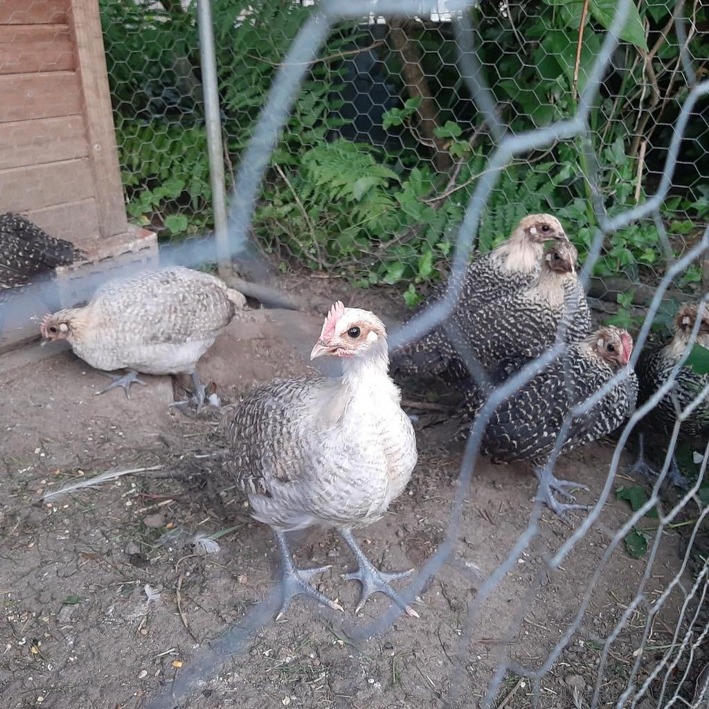 Citroenbrakel haantjes(4), Dieren en Toebehoren, Pluimvee, Mannelijk, Kip
