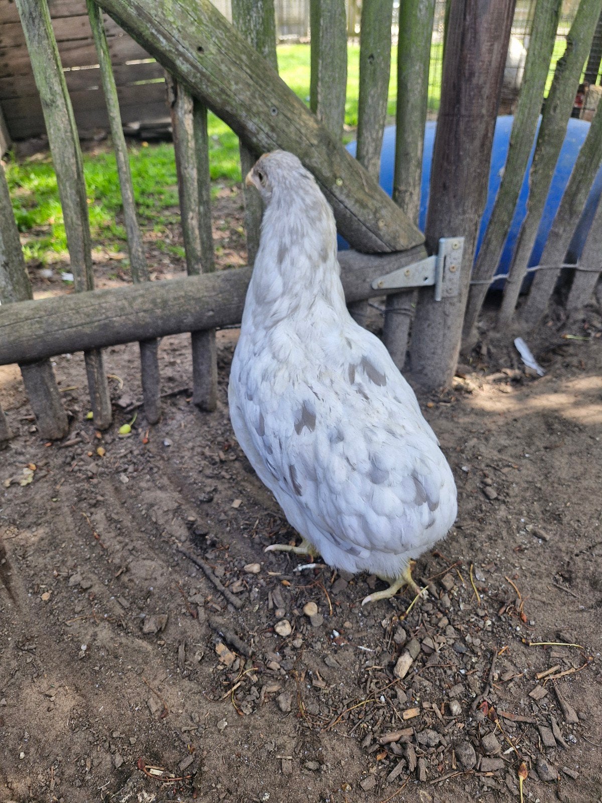 Araucana hennen, Dieren en Toebehoren