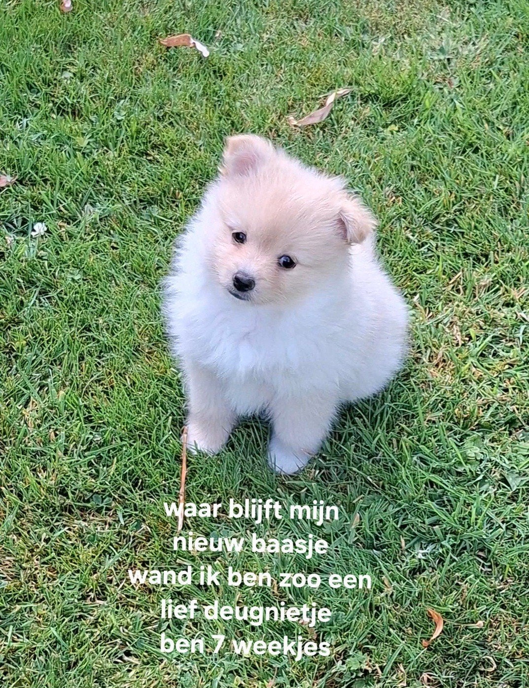 Klein keeshondjes pups, Parvo, België, Particulier, Keeshond