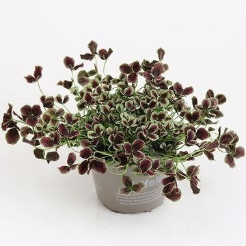 13 x trifolium repens isabella in pot , vaste plant ,SOLDEN, Enlèvement, Plante fixe