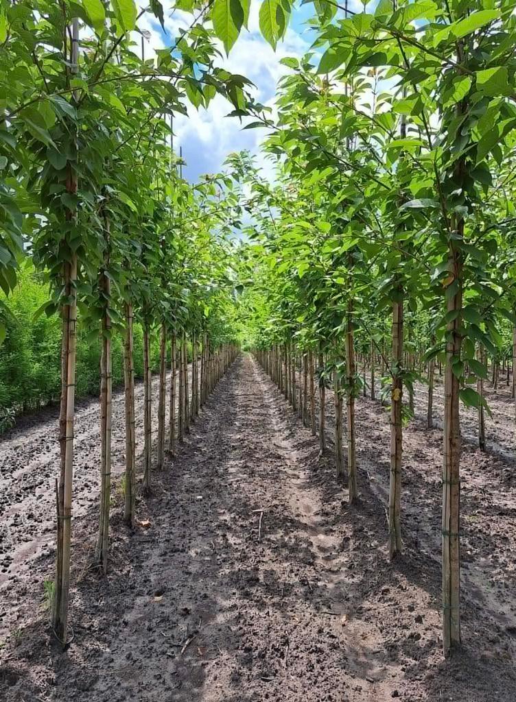 Sierkersen prunus bomen in verschillende maten, Ophalen of Verzenden, Herfst