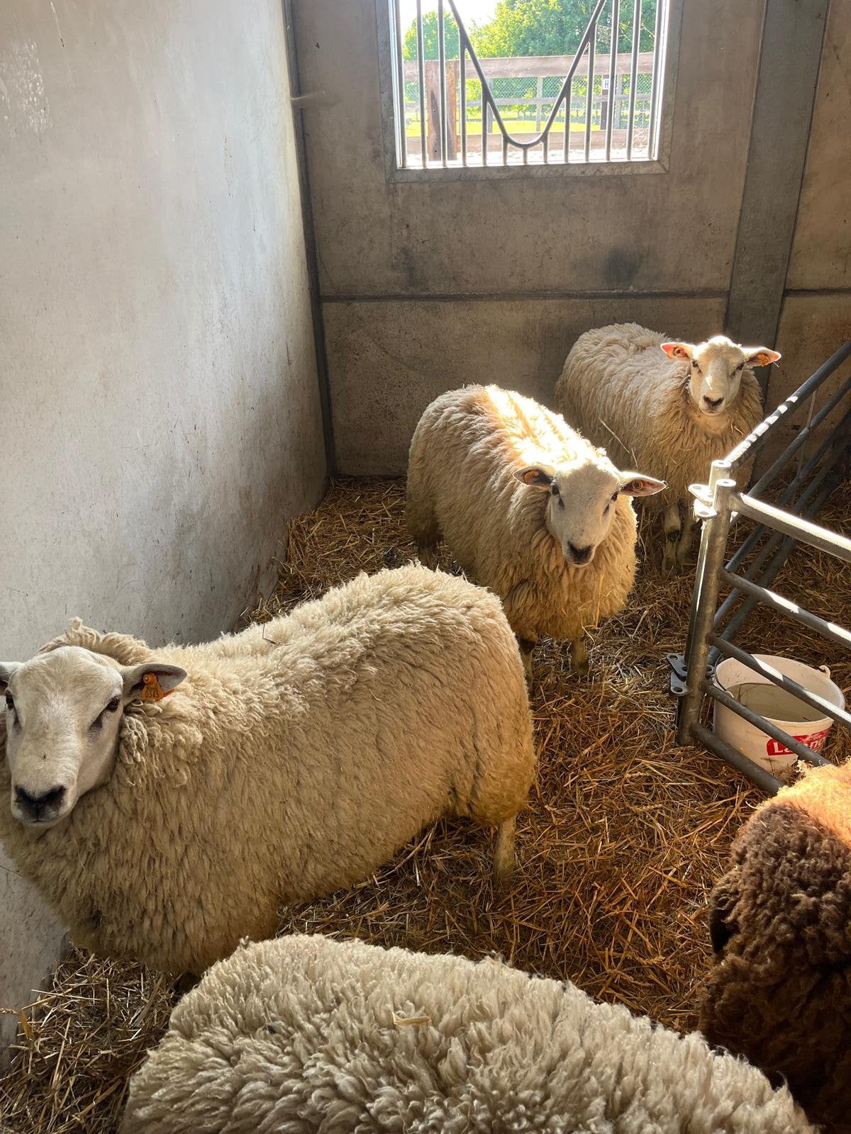 Des Mouton de un an numéro de téléphone +32 470 27 85 13, Schaap
