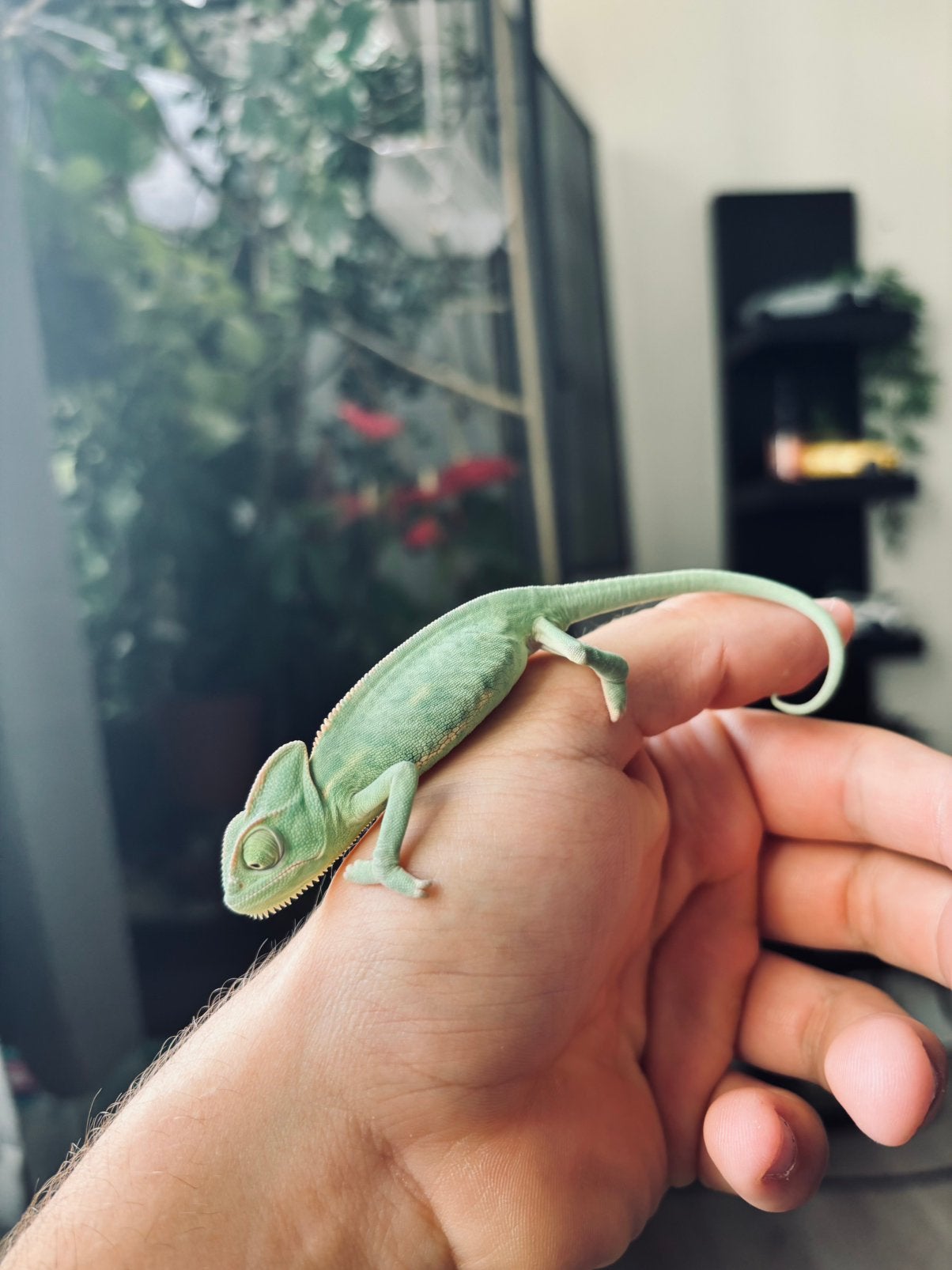 Overcompleet jemen kameleon terrarium, Dieren en Toebehoren, Reptielen en Amfibieën