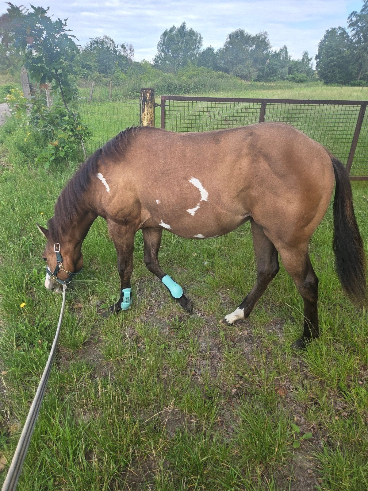 overo paint jaarling merrie, Avec puce électronique, Moins de 160 cm, 0 à 2 ans, Non dressé