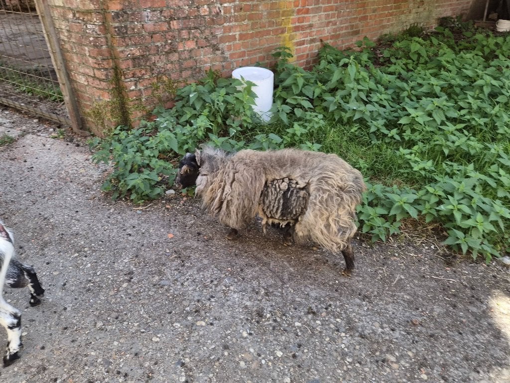 Ouessant ooien, Vrouwelijk, Schaap, 3 tot 5 jaar