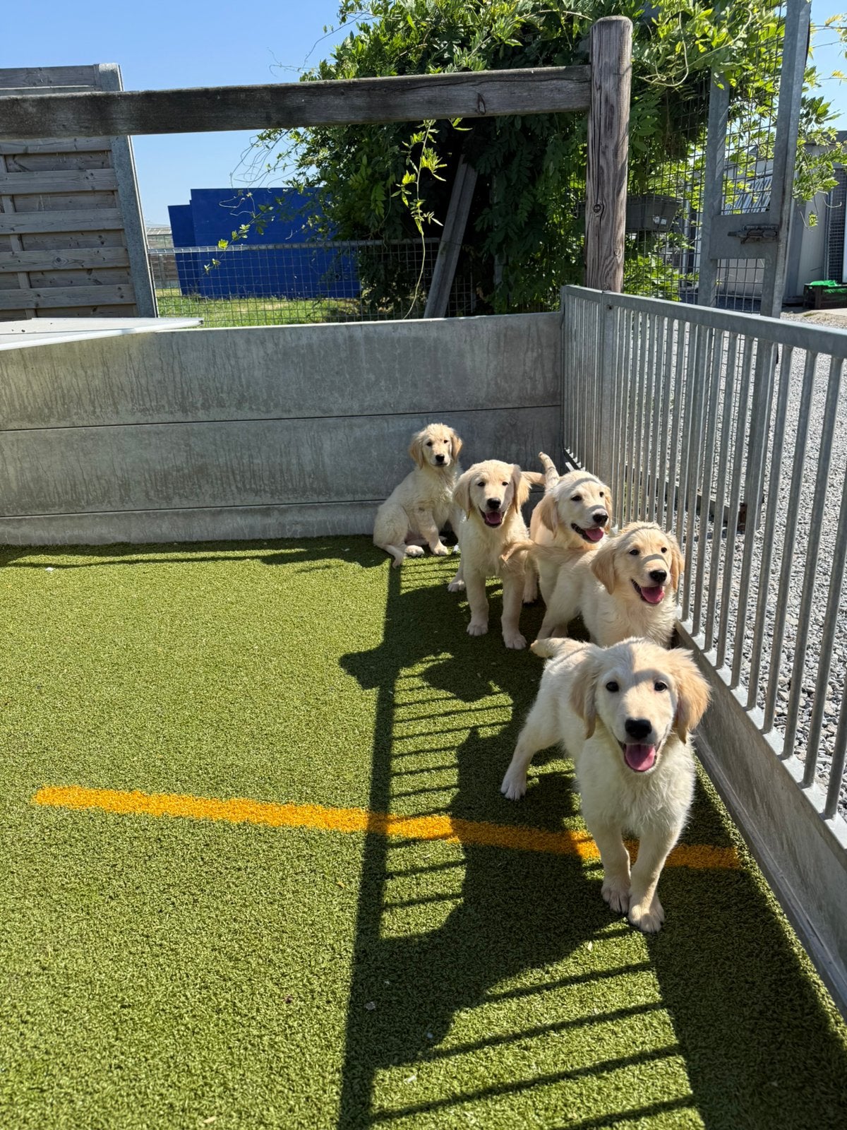 Mooie golden retriever pups, Animaux & Accessoires, Golden retriever, Plusieurs, Hépatite contagieuse (maladie de Rubarth), Belgique