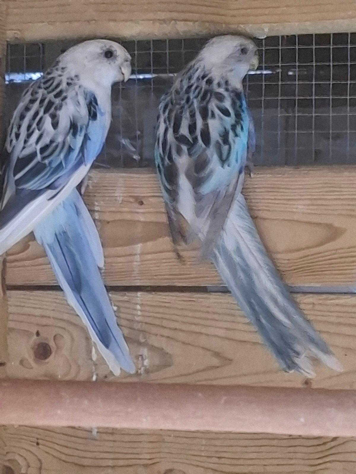 rosella ´s, Dieren en Toebehoren, Vogels | Parkieten en Papegaaien