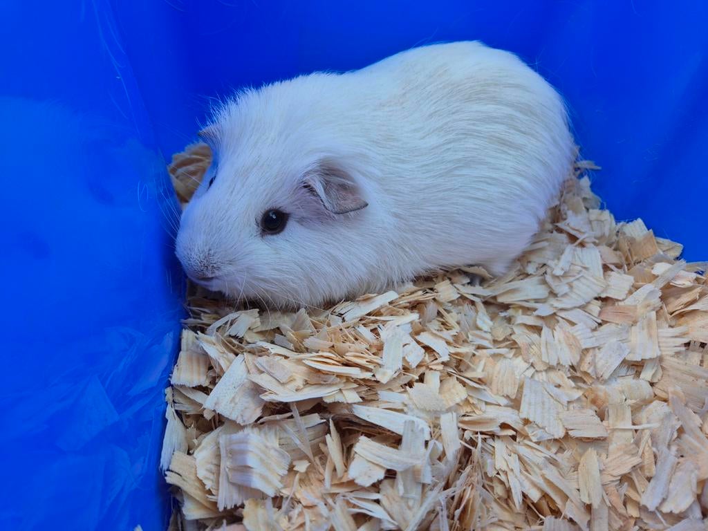 Mooi Wit cavia beertje, December, Cavia, Tam