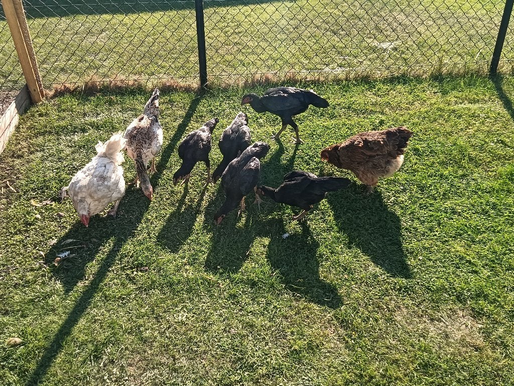4 shamo-kippen en 3 andere, Dieren en Toebehoren, Januari, Vrouwelijk