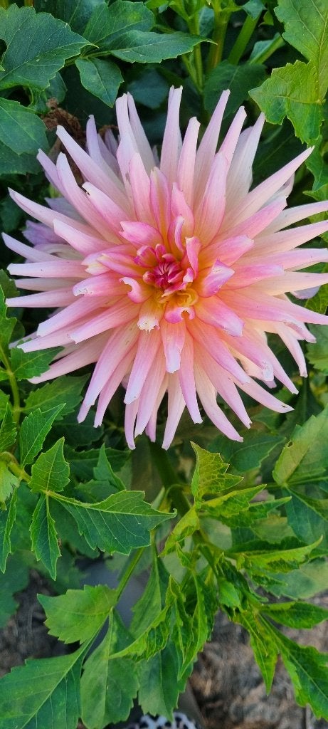 Dahlia  zingaro, Tuin en Terras, Ophalen of Verzenden, Voorjaar, Volle zon, Bloembol