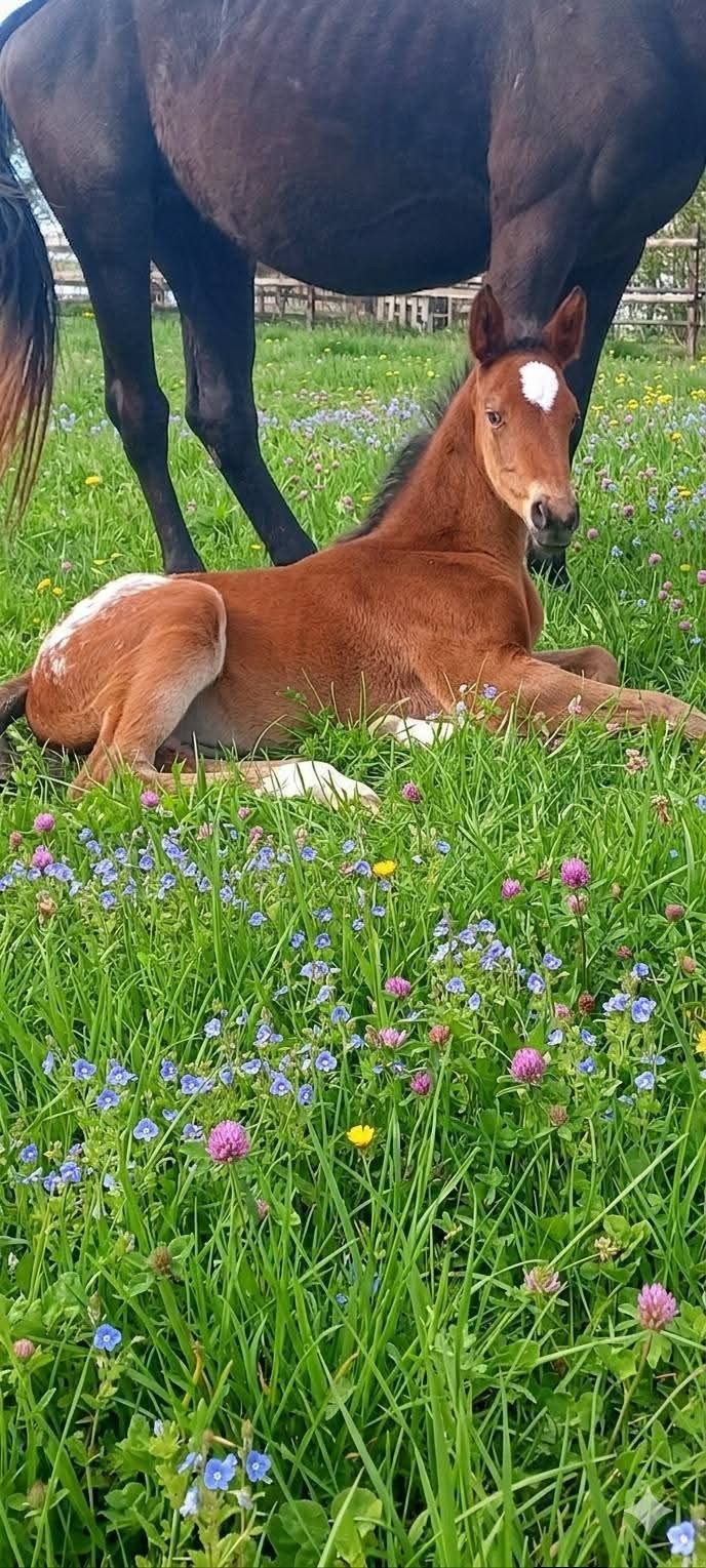 Mâle  appalousa  nabab baloubet Chacco-Blue..., Animaux & Accessoires, Chevaux, Étalon, L, 165 à 170 cm, 0 à 2 ans, Cheval de saut