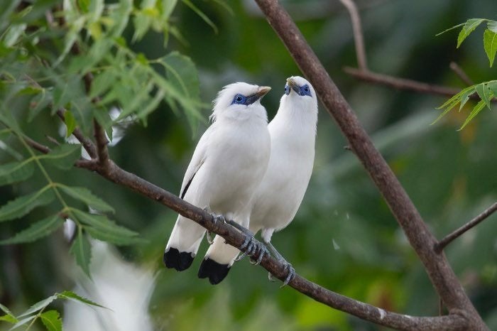 1-1 Étourneau de Bali 2026, Plusieurs animaux, Bagué