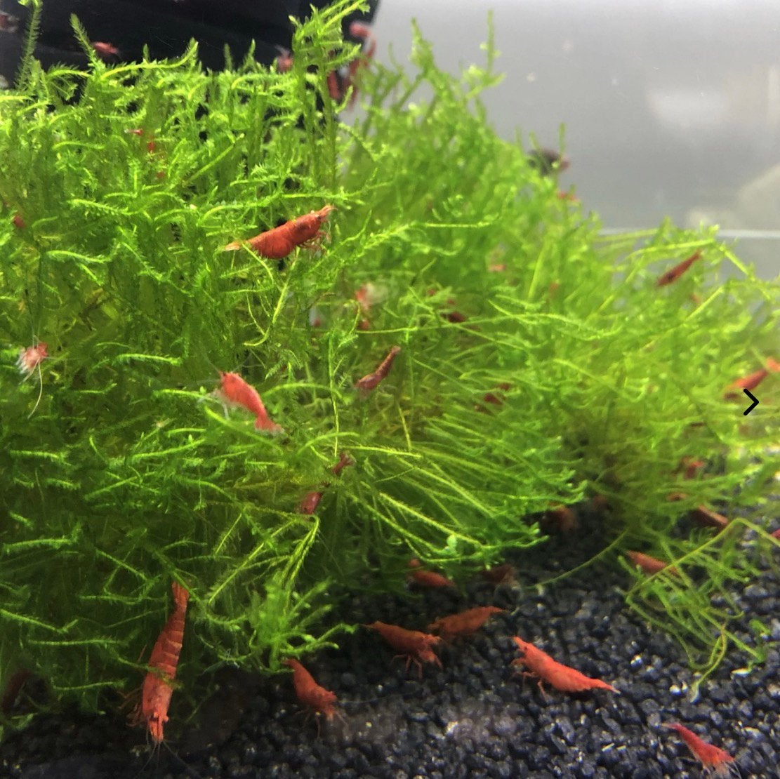 15 stuks Vuurgarnalen kopen (Red Sakura kwaliteit), Ophalen, Zo goed als nieuw