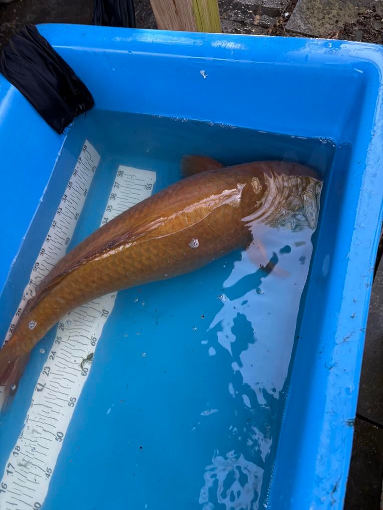 Mooie 60 cm chagoi koi, Animaux & Accessoires, Poissons | Poissons d'étang, Carpe ou Koï