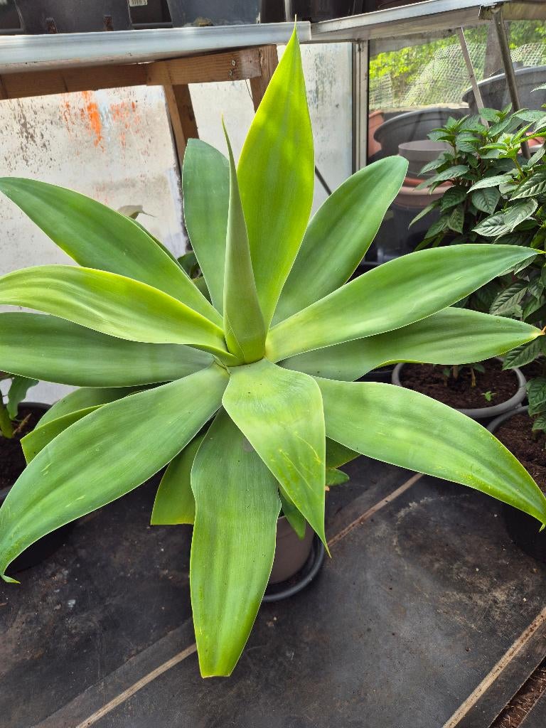 Agave attenuata, Jardin & Terrasse, Enlèvement, Plante fixe, Autres espèces