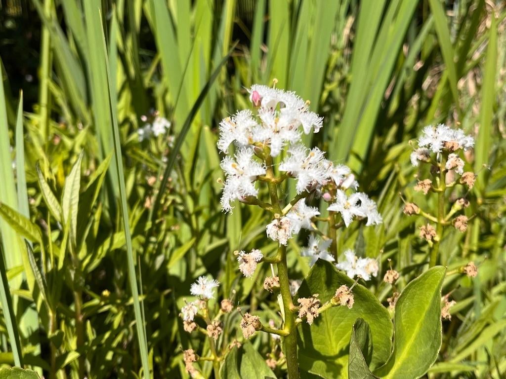 Plantes aquatiques et de berge, Enlèvement, Comme neuf, Autres types
