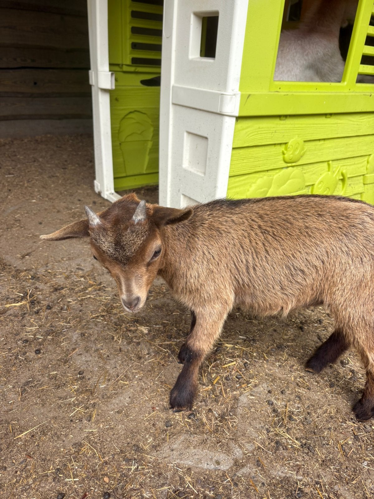 Deze twee bokjes zoeken een warme thuis, Dieren en Toebehoren, Mannelijk, Geit, 0 tot 2 jaar
