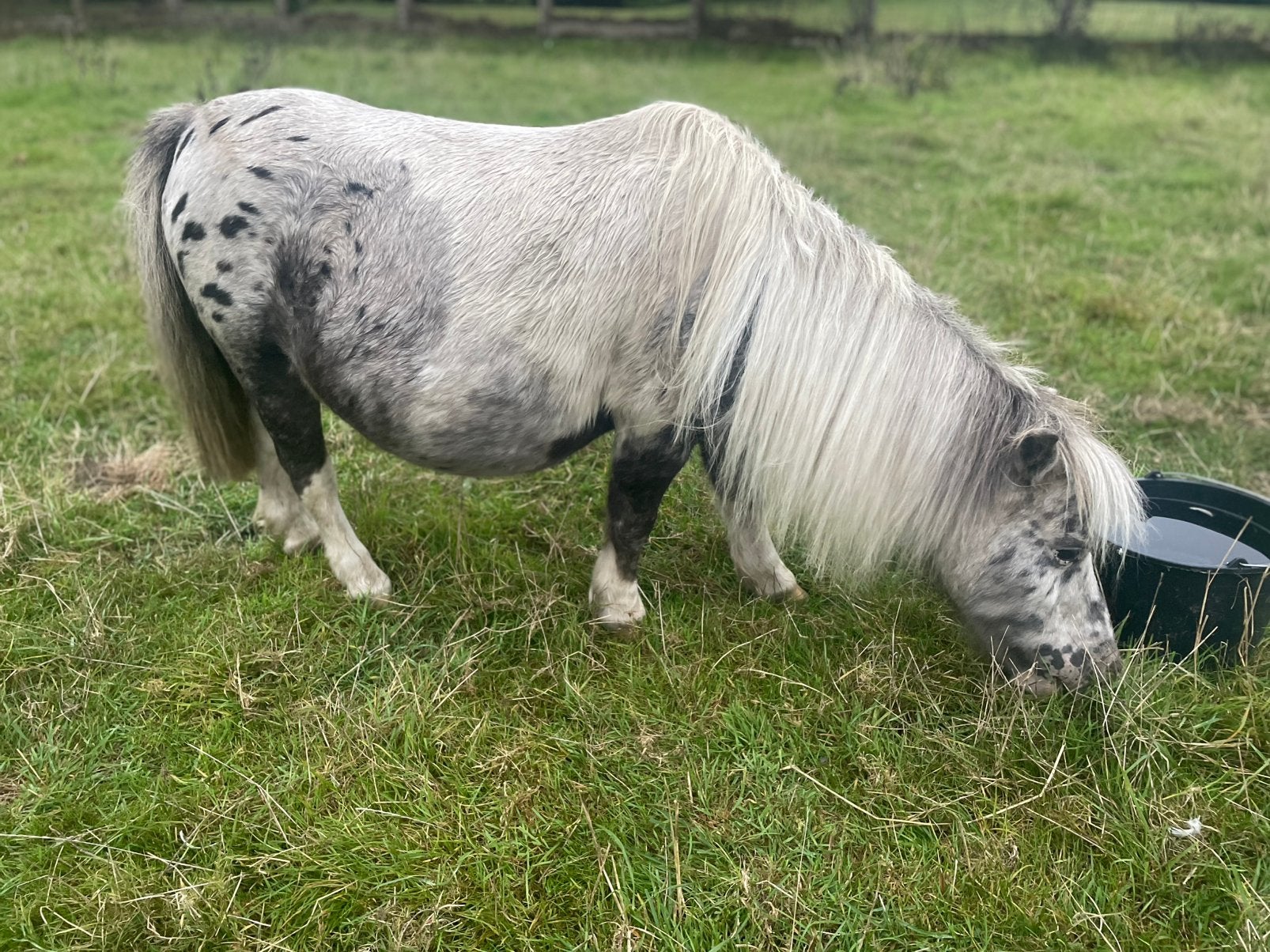 Pintaloosa shetlander merrie, Jument