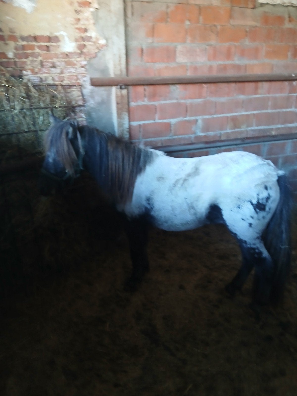 appaloos hengstje, Dieren en Toebehoren, Hengst, A pony (tot 1.17m), Recreatiepony, 0 tot 2 jaar