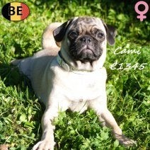 Cami, een schattig mopshondteefje, België, 15 weken tot 1 jaar, CDV (hondenziekte), Teef