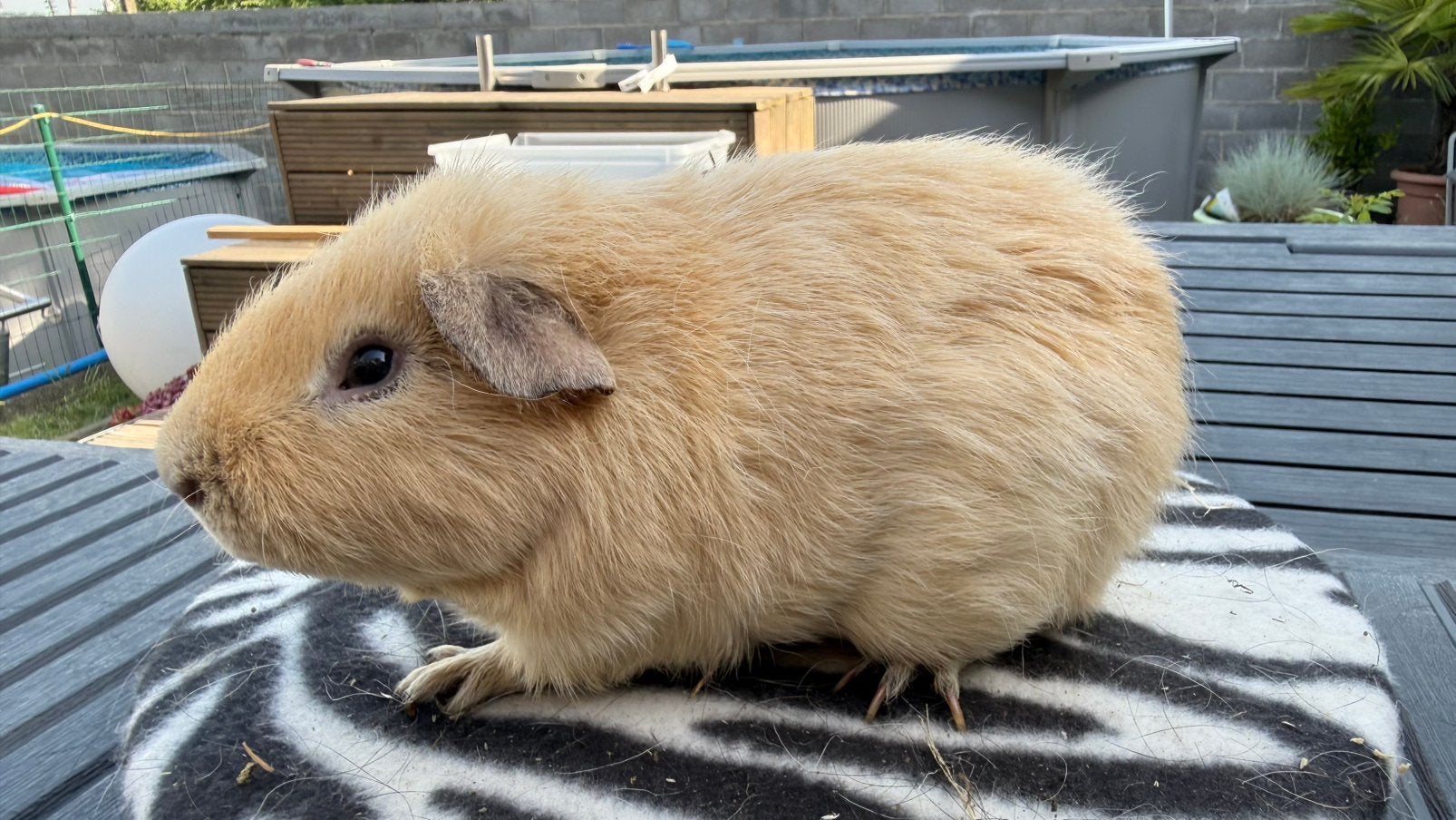 Cavia, cobaye Mâle US Teddy crème, Animaux & Accessoires, Enlèvement, Cobaye
