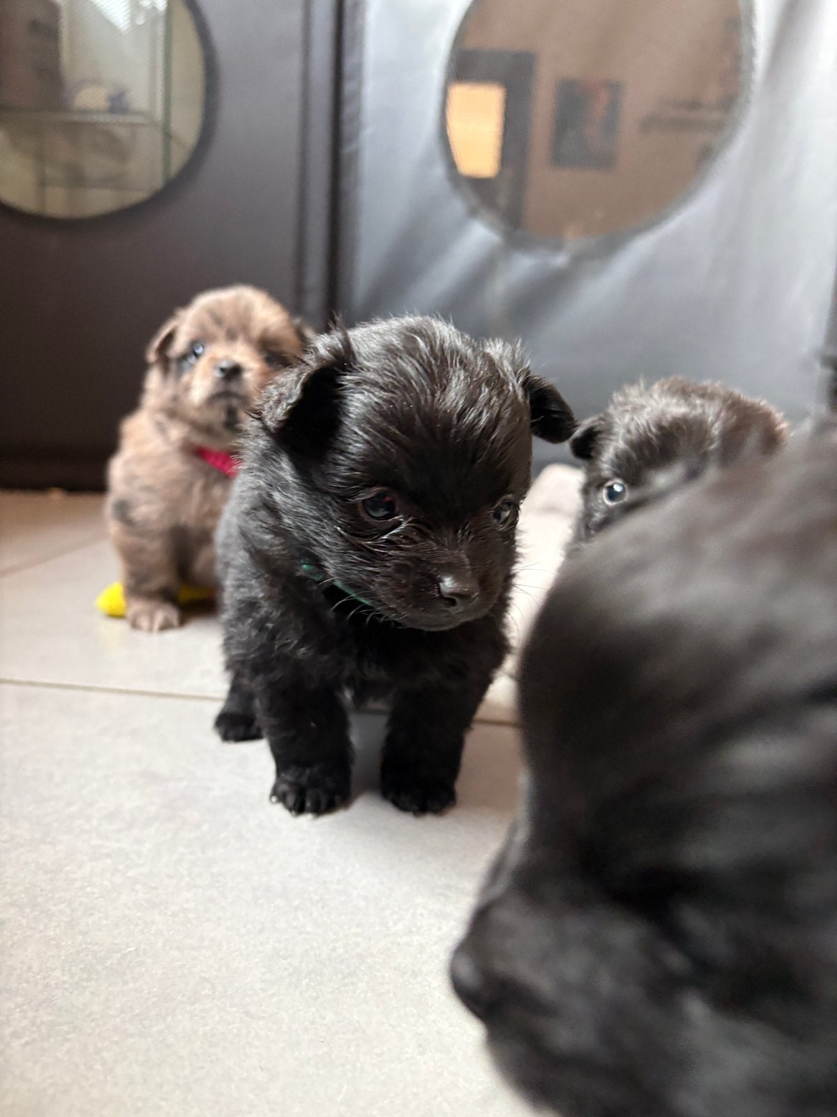 Keeshond/pomeriaan pups, Dieren en Toebehoren, België, Particulier, Keeshond, 8 tot 15 weken